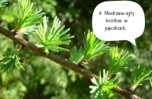 nagonasienne 2
