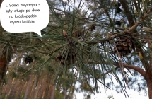 nagonasienne 1
