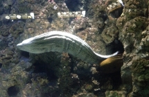 1.78image