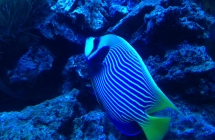 1.81image